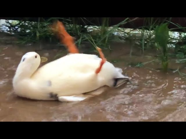 雨の日にはしゃぐコールダック。