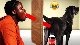 Try Not To Laugh #10 : | Funny Videos BY FUNNY DITEPUs