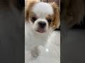 Calvin cute puppy #shorts