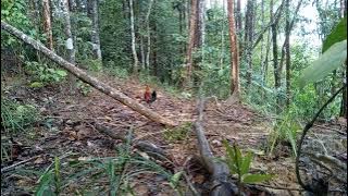 Download lagu PIKAT AYAM HUTAN JANTAN 18: Tapau minit laman HARIMAU full vedio