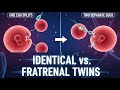 Identical vs. Fraternal Twins: The Complete Fertilization Guide (3D Animation) #humanbody #pregnancy