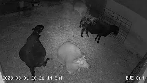 Lamb Cam 3.11.23 -  3 Babies for Brenda!