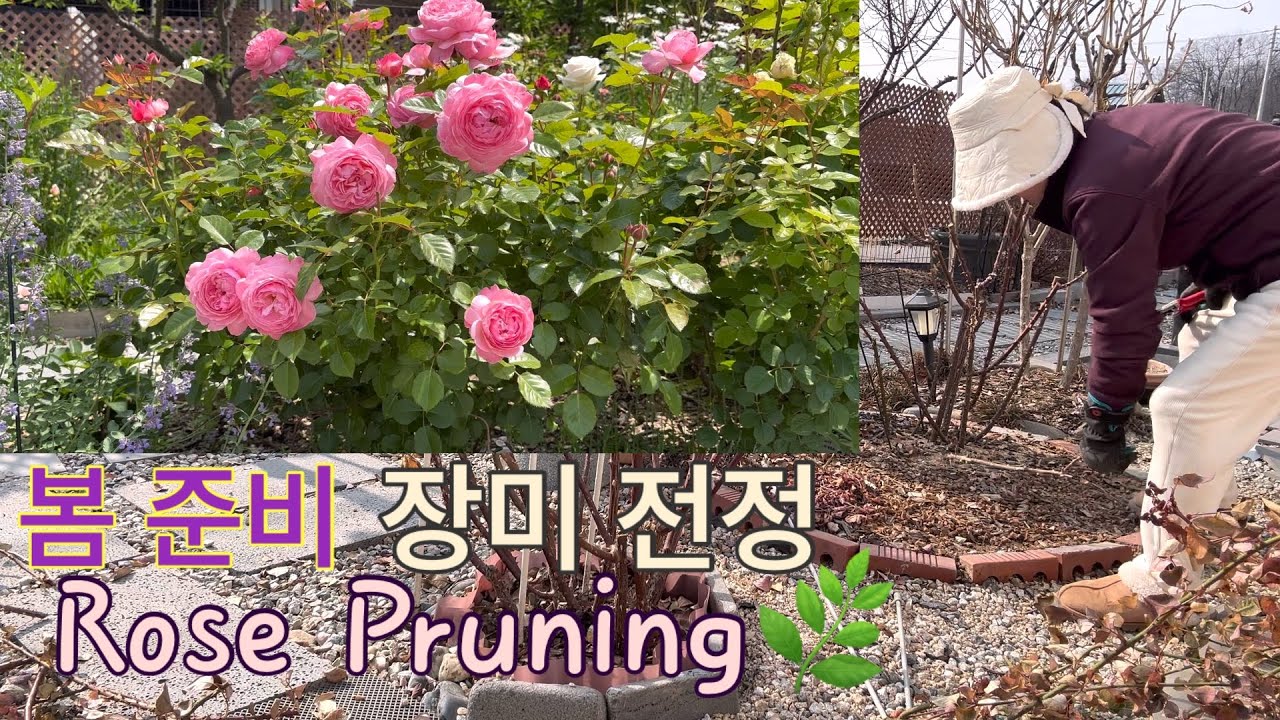 #54, 봄 준비 시작 / 장미 전정 언제 해야 할까? ✂️/ 가지치기 노하우 4가지🌿