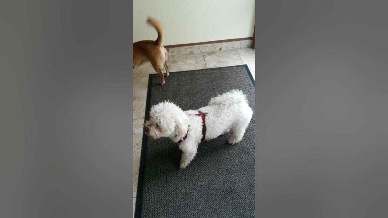 Süßer Hund putzt sich nach Regenspaziergang gut die Pfoten ab YouTube