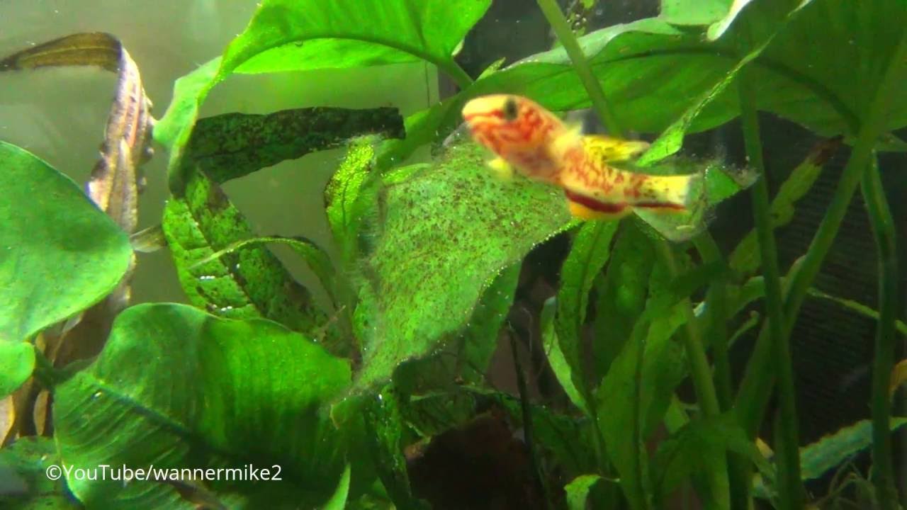 Killifisch Fundulopanchax gardneri – stahlblauer Prachtkärpfling - bunte Fische, Zierfische