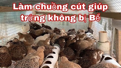 Hướng dẫn làm chuồng cút cho trứng lăn ra ngoài  How to make Quail egg-rolling hutch or cage.
