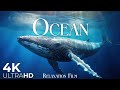 The ocean film 4k  deep relaxation and nature underwater  ultra