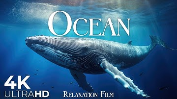 The Ocean 4K • Underwater Wonders with Deep Relaxing Music | Relaxation Film