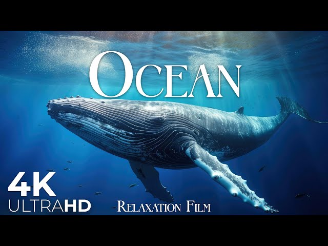 The Ocean Film 4K - Deep Relaxation and Nature Underwater - Video Ultra HD class=
