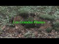 La bande annonce   les grandes plantes