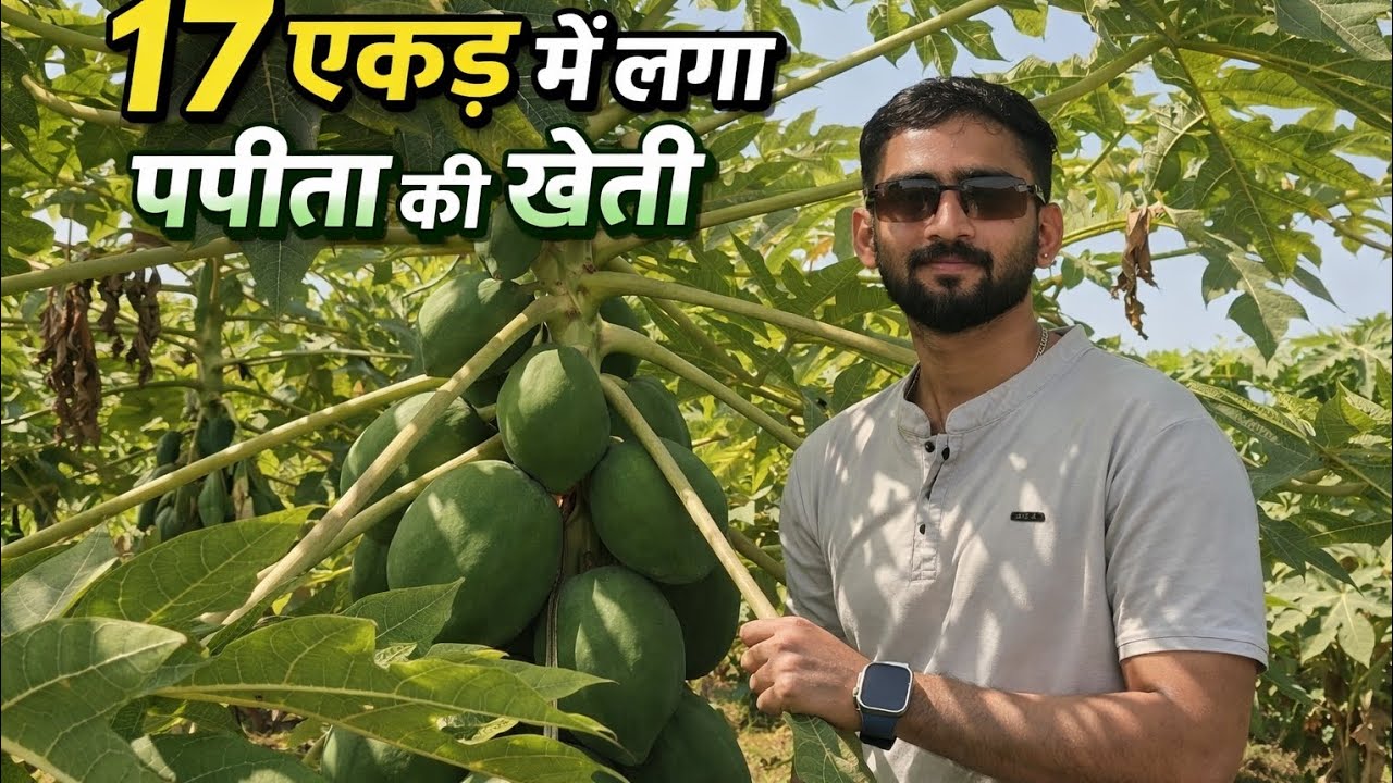 Papita ke kheti #fruit #papaya #farming 
