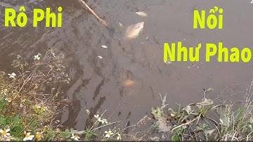 Kích Cá // Xiệt Cá Thực Tế - Rô Phi Nổi Như Phao ( 0352933518)