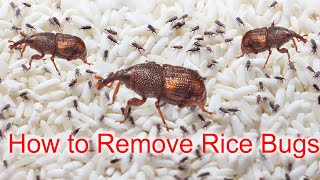 How to Get Rid of Rice Bugs Naturally