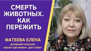 КАК ПЕРЕЖИТЬ СМЕРТЬ ПИТОМЦА с Божьей помощью и не порвать душу.  Куда уходят животные после смерти.