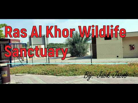 Dubai, Ras al Khor Wildlife Sanctuary | This area is home to a large population of flamingos.