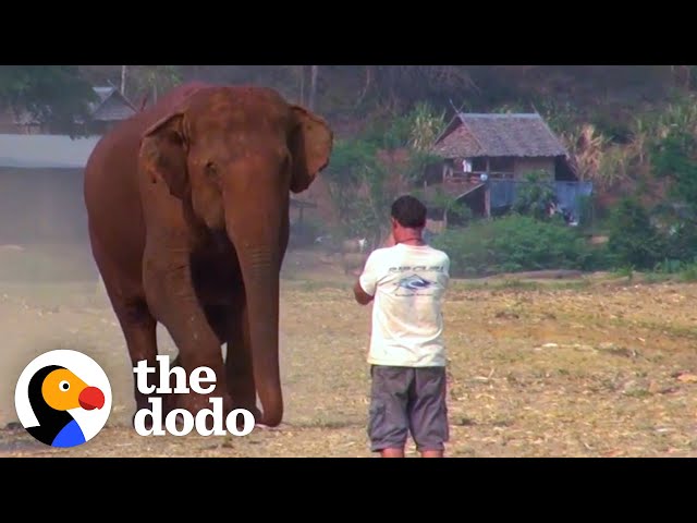 Elephant Runs To Her Favorite Person Every Time He Calls Her Name | The Dodo class=