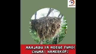 huyu ndio ndege anae tegeneza kiota kikubwa kuliko ndege wengine/ hamerkop nest#wasafi#wasafitv#ayo