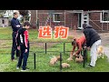 第一次买狗 | 如何挑选狗狗 | 7步选出最好的幼犬 | 等了两年，我们的Goldendoodle 终于来了  |  How to Choose the Best Puppy with 7 Steps