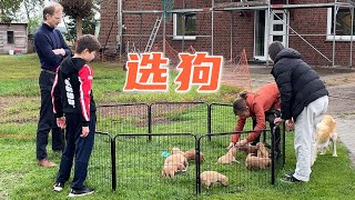 第一次买狗 | 如何挑选狗狗 | 7步选出最好的幼犬 | 等了两年我们的Goldendoodle 终于来了  |  How to Choose the Best Puppy with 7 Steps