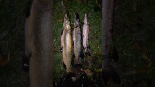 Рыбалка на щуку в октябре 🍂🍁 #fishing #рыбалка #рыбалка2025 #щука