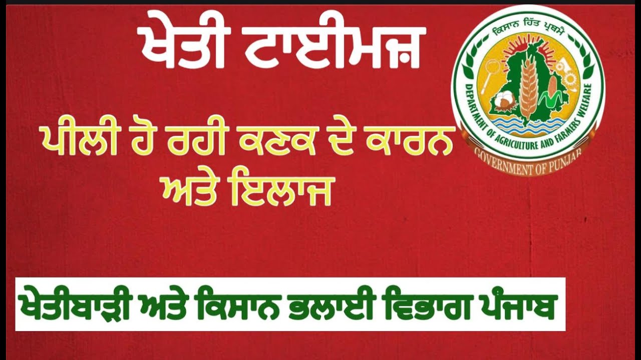 ਪੀਲੀ ਹੋ ਰਹੀ ਕਣਕ ਦੇ ਕਾਰਨ ਅਤੇ ਇਲਾਜ - ਖੇਤੀ ਮਾਹਿਰ