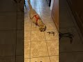 Dog and blue crabs