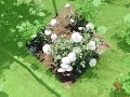 大船植物園の美しい花です。