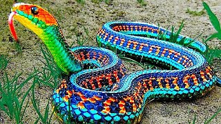 世界の最も奇妙なヘビたち９種類