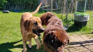 Newfoundland and Broholmer playing