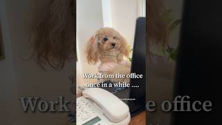 Work tips from your bestie noods part 6! #noodlesthepooch #dog #officehumor #worklife #typingdog