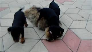 Охотничья Дружина Щенки Ягдтерьера