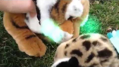 Lucky Strike || webkinz music video