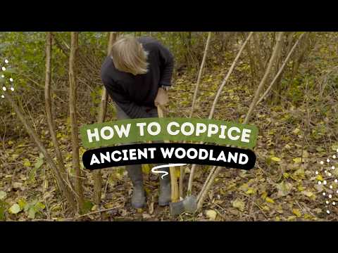 How to Coppice Ancient Woodland