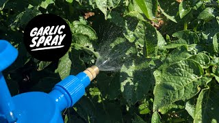 Trying to fend off the grasshoppers, does garlic spray work? | A zone 4b garden DIY.