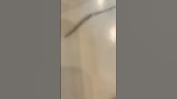 The perfect loop doesn’t exist😂 #endlessloop  #filter #funny #satisfyingloop