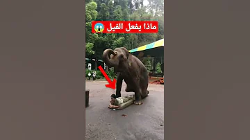 ماذا يفعل الفيل Shorts 