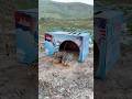 Really Good Quick Bird Trap Make From Vital Cardboard Box #shorts