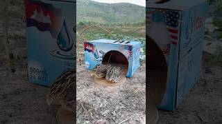 Really Good Quick Bird Trap Make From Vital Cardboard Box #shorts