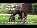 Ptw kennels ep 19 exotic bully breeding bullsace x bolow meets takeoff x beef