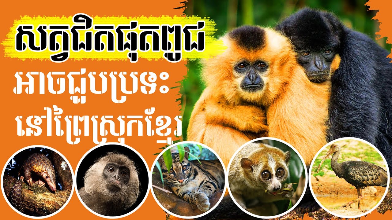 សត្វដ៏កម្រ 11 ប្រភេទ អាចជួបប្រទះបានក្នុងប្រទេសកម្ពុជា | សត្វជិតផុតពូជនៅស្រុកខ្មែរ