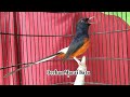 Masteran Murai Batu Full Bongkar Materi Sangat Sukses Bikin Murai Mandek Jadi Gacor Plus Narung Mp3 - Mp4 Download