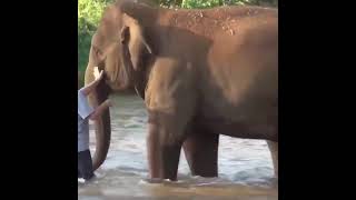 Воссоединение со слонами