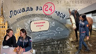 ВЛАДИМИРСКИЙ ТЯЖЕЛОВОЗ ИЛИ КАК КУПИТЬ ЛОШАДЬ ЗА 24 ЧАСА