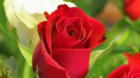 سورة الأعلى بالتجويد القاريء عبد الباسط عبد الصمد رحمه الله