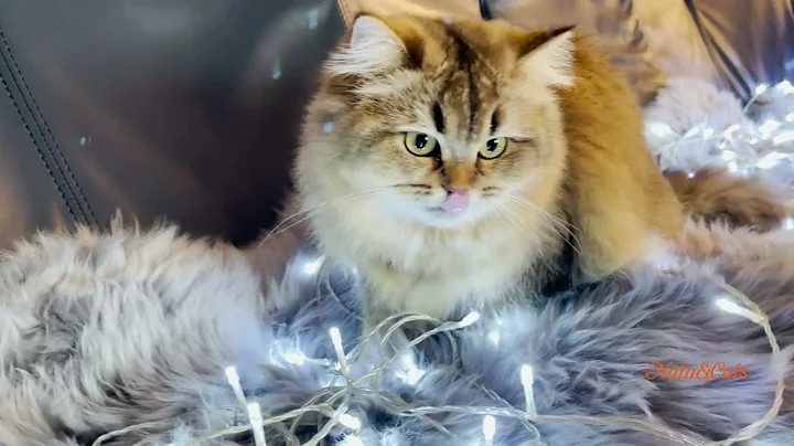 Video 2545831: british longhair cat, british chinchilla cat, cutecat british, britishlonghair cat, gold british, cat 4k