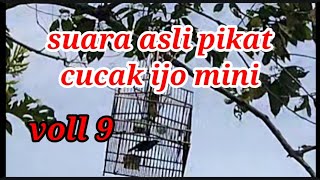 Suara asli pikat cucak ijo mini memanggil burung liar