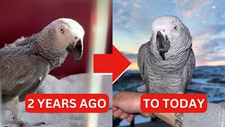 2 Years of Gizmo's Rescue Journey, From 16 Years in Captivity to a Lifetime of Love!