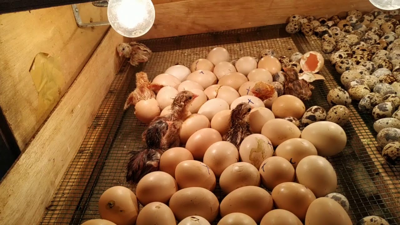 Ayam kub menetas agak cepat 