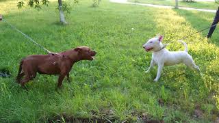 Bull Terrier male & Pit Bull Terrier female  Danny Bull Terrier