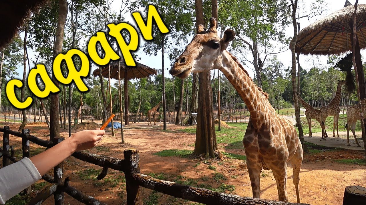 VLOG: Сафари парк VINPEARL // Вьетнам // Остров Фукуок - YouTube